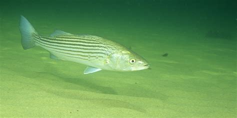 Whats Happened To All The Striped Bass Huffpost