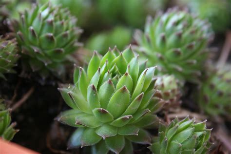 Filehen And Chicks Succulent Plant Wikimedia Commons