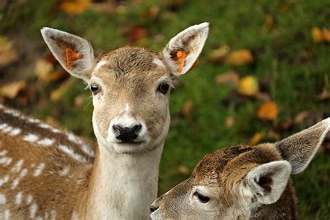 Deer Lifespan How Long Do Animals Live
