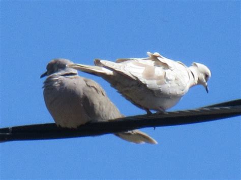 Partial Leucism Eurasian Collared Dove Feederwatch Wild Birds
