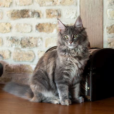 Maine Coon Silver Blue Full Mainecoon Kittens Ny