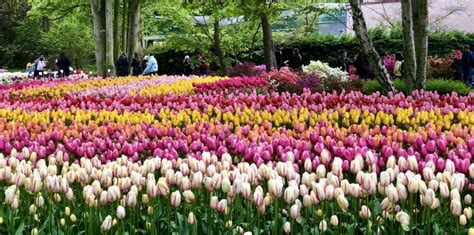 Keukenhof Tulip Gardens A Kaleidoscope Of Flowers Gypsy At 60