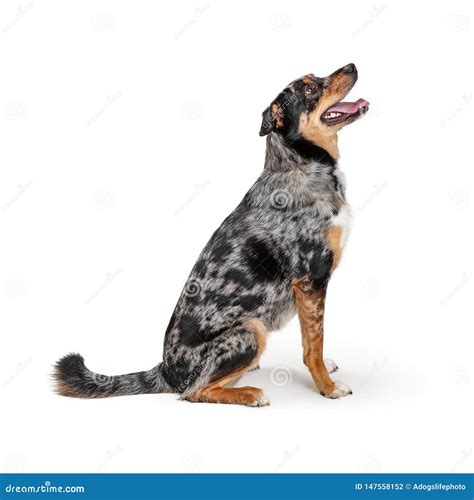 Excited Aussie Dog Sitting Side Looking Up Stock Photo Image Of