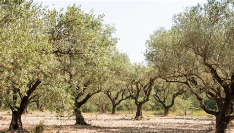 El Olivar En El Mundo Más De 1500 Millones De Olivos Que Abastecen De