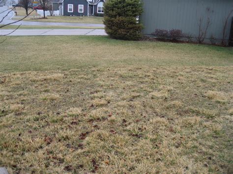 Dead Patches In My Lawn Lawn Green Lawn Care Lawn Green
