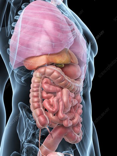 Human Internal Organs Artwork Stock Image F009 4374 Science