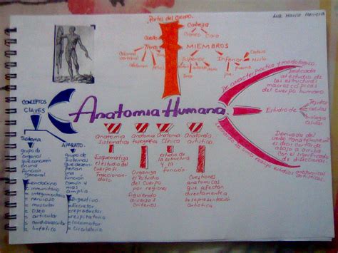 Mapa Mental Introducao A Anatomia Anatomia Humana I Images 10846 The