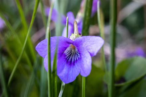 Macro Photography Of Wild Sweet Violet Flower Or Viola Odorata Stock