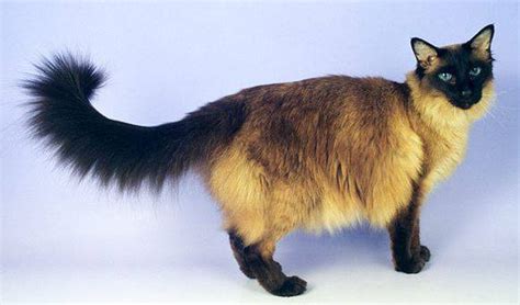 Balinese Cats For Adoption Near You Balinese Cat Rehoming Pet