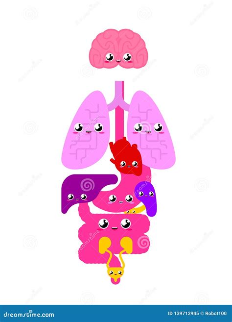 Human Body Organs Cartoon