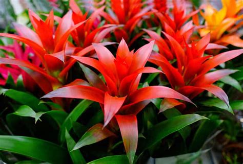 Red Indoor Plants Types And Houseplant Ideas Designing Idea