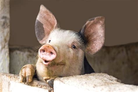 Japan Creates A Pig That Grows Human Organs Cute Pigs Animals Pig