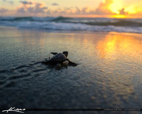 Baby Sea Turtle Sunrise Off To Ocean Hdr Photography By Captain Kimo