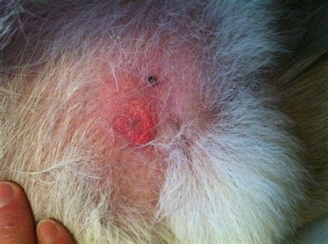 Infectionweird Sore On Dogs Stomach German Shepherd Dog Forums