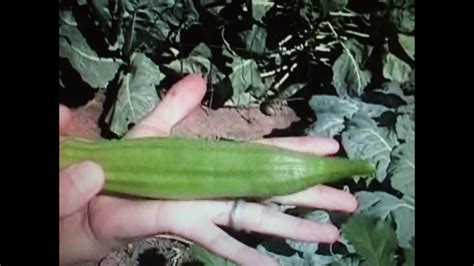 Okrahow To Grow Okra From Seed Youtube
