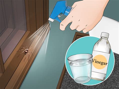 How To Get Rid Of Spiders In The House 11 Steps With Pictures