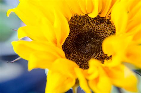 Yellow Sunflower In Close Up Photography Hd Wallpaper Wallpaper Flare