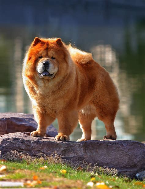 Chow Chow Dog Breed Information