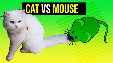 Cat Vs Mouse Youtube