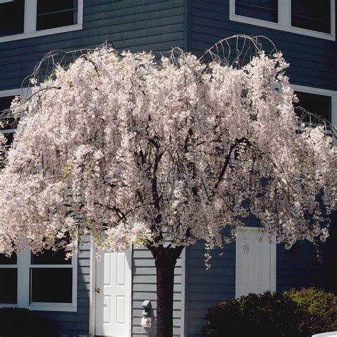 White Weeping Cherry Tree Buy Online Today Plantingtree