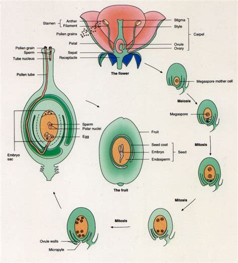 Sexual Reproduction Plants Genetic Engineering Info