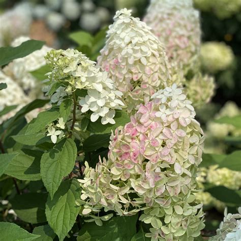 Hydrangea Quick Fire Fab Garden Crossings