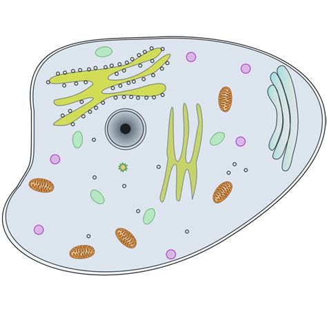 Animal Cell 102778 Free Svg Download 4 Vector
