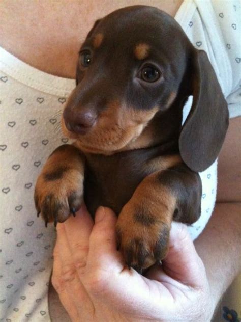 Miniature Smooth Haired Dachshund Puppy Maidstone Kent