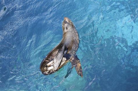Von den fünf hauptinseln ist isabela die größte und 120 kilometer lang. Fotoreise Galapagos Inseln und Machu Picchu - Von Tag zu Tag