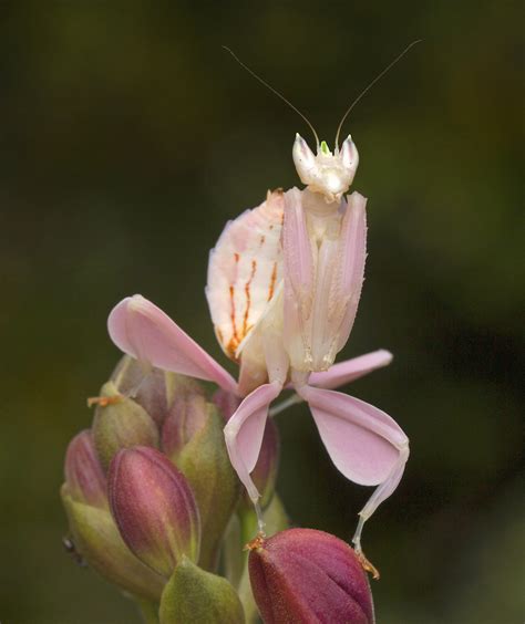 Pin By Laura Jean On Praying Mantises In 2020 Orchid Mantis