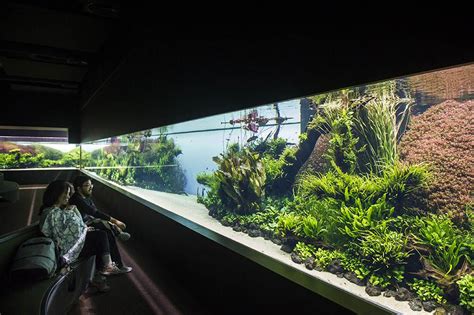 Forests Underwater By Takashi Amano Is The Lisbon Oceanariums