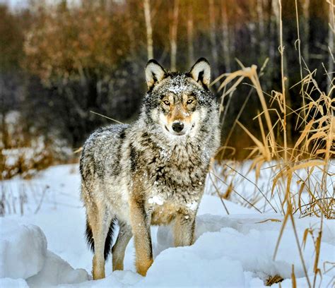 Chernobyl Wolves Have Evolved Resistance To Cancer