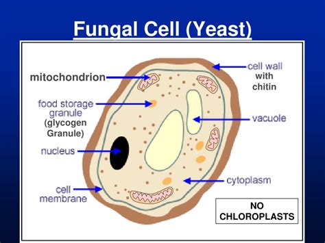 Cross Section Of A Yeast Cell Structure Of Fungal Cell