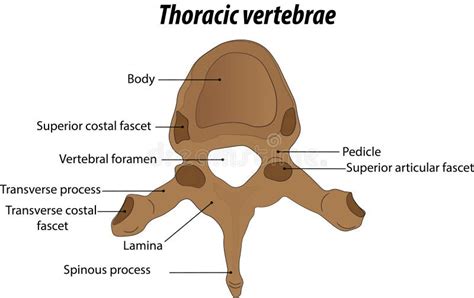 Anatomy Of The Thoracic Vertebrae Labeled Diagram Vector Illustration