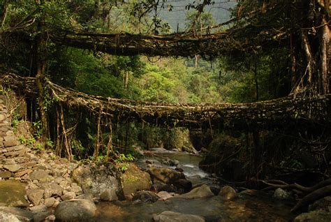 Living Root Bridges Of Cherrapunji The Mysterious India