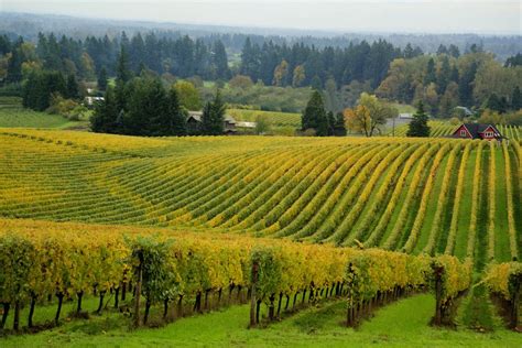 The Best Wineries To Visit In Oregon