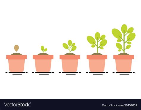 Infographic Of Plant Growth Stages Botany Vector Image Images