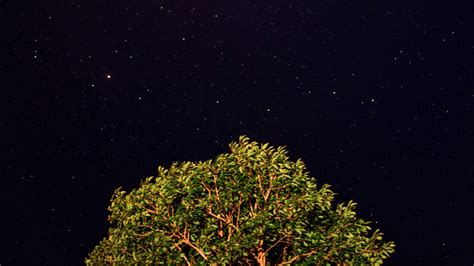 Tree Starry Sky Night Wallpapers Free Download 2 Desktop Wallpapers