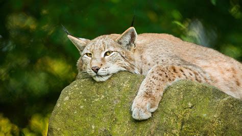 Opinion Government U Turns Could Yet See Lynx In Kielder Farmers Weekly