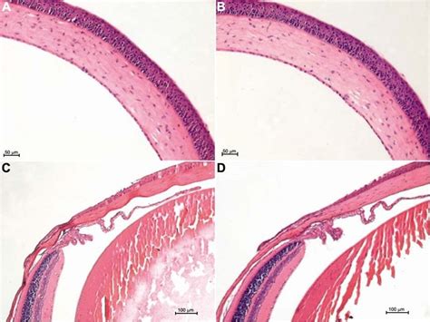 Histology Of The Cornea Iris Ciliary Body And Retina In The Normal