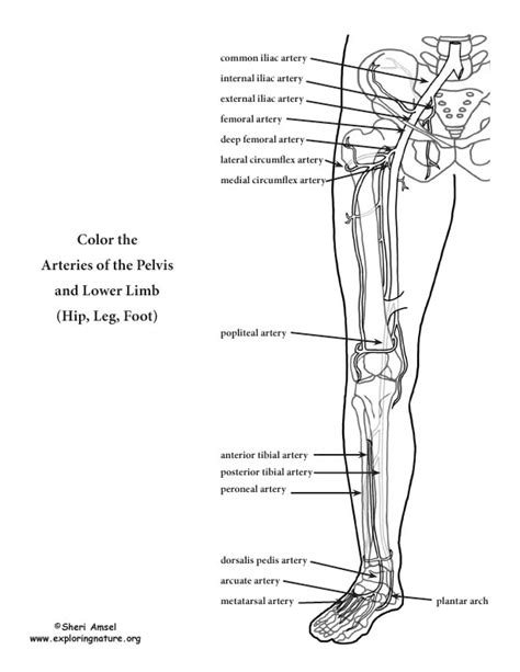 Arteries Of The Lower Limb Pelvis Leg And Foot Coloring Page Lower
