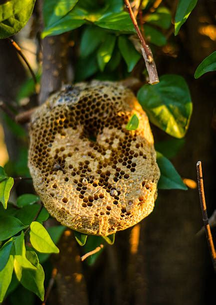 Best Bee Hives In Trees Stock Photos Pictures And Royalty Free Images