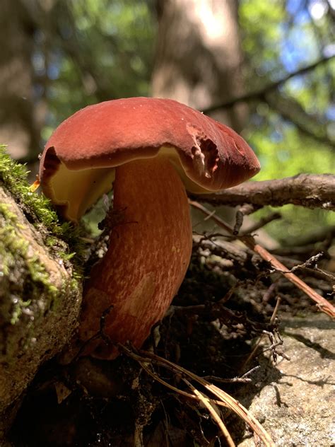 Baorangia Bicolor Bicolor Bolete Mushrooms Of Ct