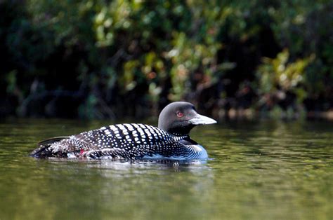 6 Loon Y Facts About The Common Loon