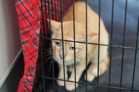 Stowaway Cat Survives Voyage From Philippines To California The Washington Post