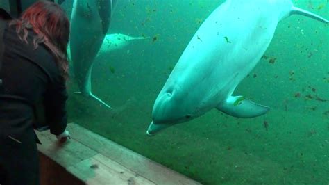 dolfinarium harderwijk spelende dolfijn youtube