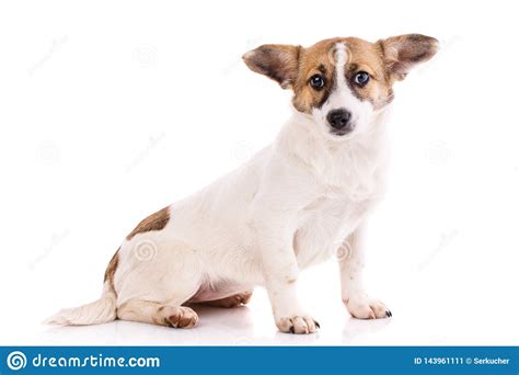 The Dog Sits Sideways And Looks At The Camera Stock Image Image Of