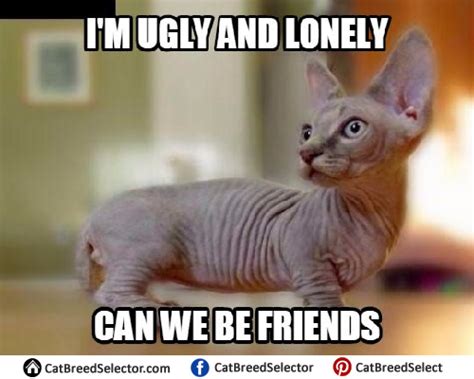 Hairless Cat Memes Cat Breed Selector