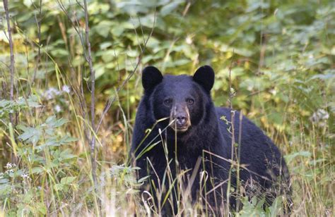 Bear spotted roaming Meijer parking lot in Traverse City - mlive.com