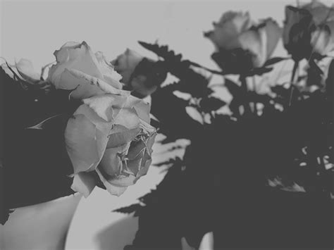 Experiment with deviantart's own digital drawing tools. Roses || Flower || Aesthetic || Black || Grey | Black and ...